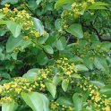Paliurus spina-christi fleur